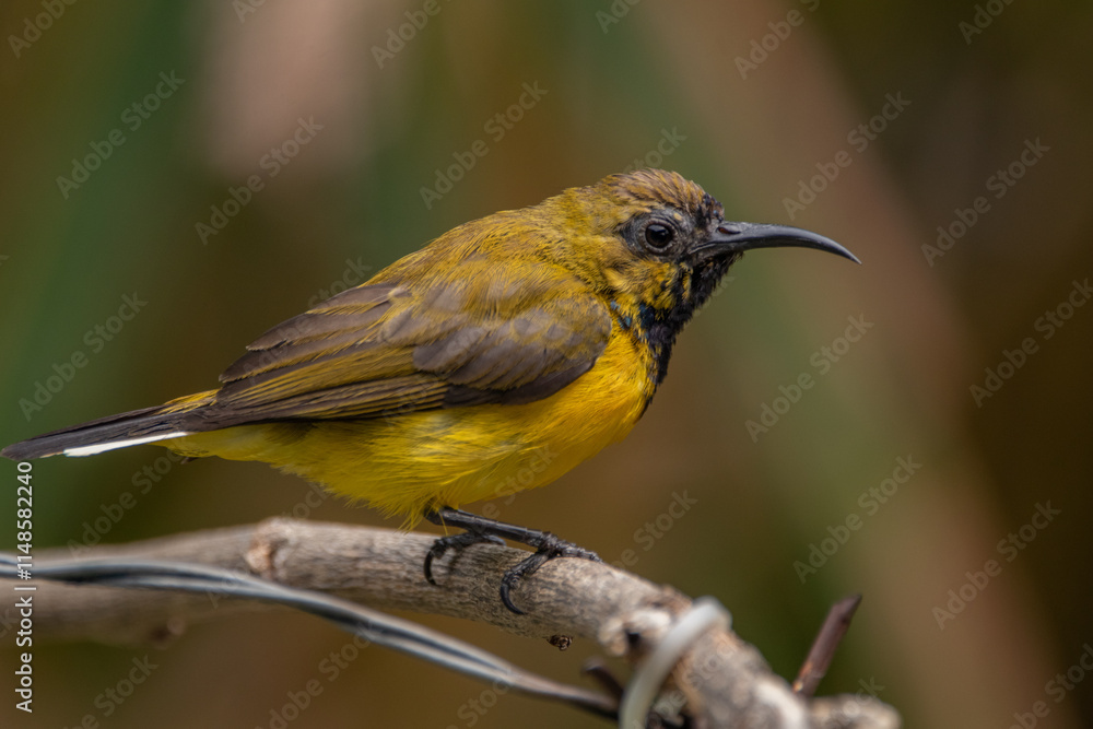 Fototapeta premium The olive-backed sunbird (Cinnyris jugularis ), also known as the yellow-bellied sunbird, is a species of sunbird found from Southern Asia to Australia.
