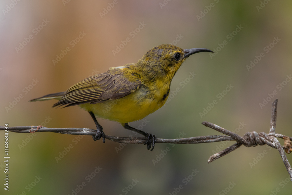 Fototapeta premium The olive-backed sunbird (Cinnyris jugularis ), also known as the yellow-bellied sunbird, is a species of sunbird found from Southern Asia to Australia.