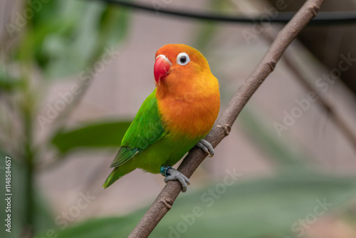 Fischer's lovebird (Agapornis fischeri) is a small parrot species of the genus Agapornis