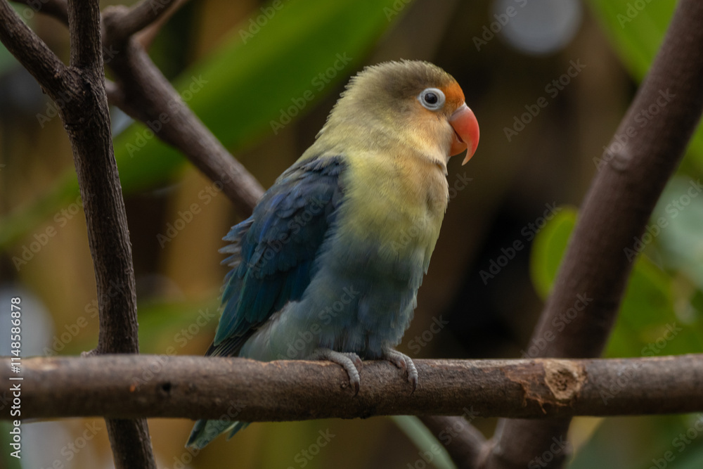 Fischer's lovebird (Agapornis fischeri) is a small parrot species of the genus Agapornis Fischer's lovebird (Agapornis fischeri) is a small parrot species of the genus Agapornis