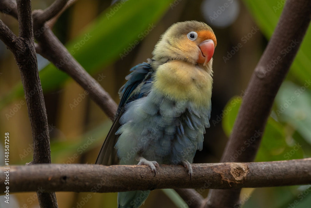 Obraz premium Fischer's lovebird (Agapornis fischeri) is a small parrot species of the genus Agapornis