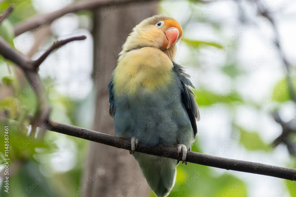 Fischer's lovebird (Agapornis fischeri) is a small parrot species of the genus Agapornis Fischer's lovebird (Agapornis fischeri) is a small parrot species of the genus Agapornis