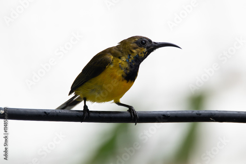 The olive-backed sunbird (Cinnyris jugularis ), also known as the yellow-bellied sunbird, is a species of sunbird found from Southern Asia to Australia. photo