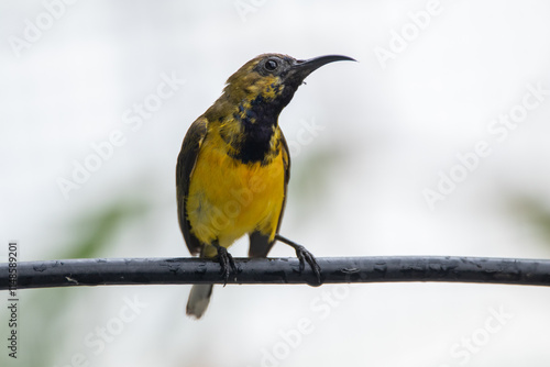 The olive-backed sunbird (Cinnyris jugularis ), also known as the yellow-bellied sunbird, is a species of sunbird found from Southern Asia to Australia. photo