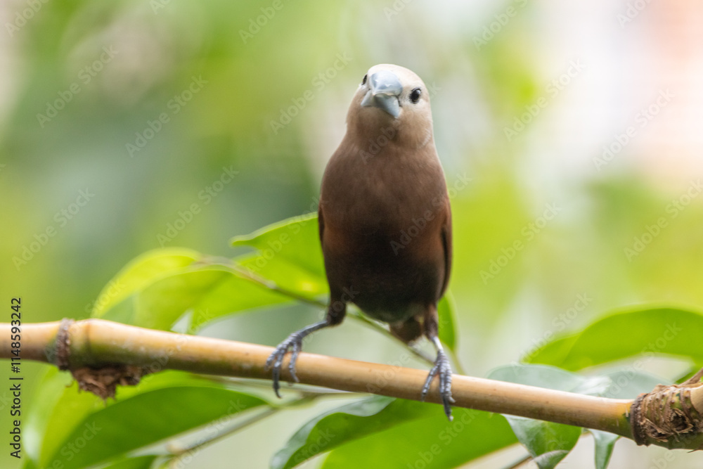 The white-headed munia (Lonchura maja) is a species of estrildid finch found in Indonesia, Malaysia, Singapore, Thailand and Vietnam The white-headed munia (Lonchura maja) is a species of estrildid finch found in Indonesia, Malaysia, Singapore, Thailand and Vietnam