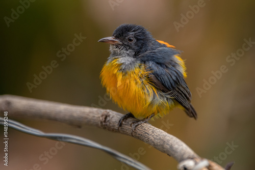 The orange-bellied flowerpecker (Dicaeum trigonostigma) is a species of bird in the family Dicaeidae. It is found in Bangladesh, Brunei,Indonesia, Malaysia, Myanmar, the Philippines, Singapore