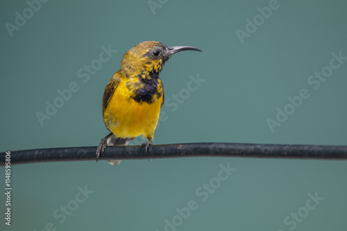 The olive-backed sunbird (Cinnyris jugularis ), also known as the yellow-bellied sunbird, is a species of sunbird found from Southern Asia to Australia photo