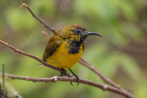 The olive-backed sunbird (Cinnyris jugularis ), also known as the yellow-bellied sunbird, is a species of sunbird found from Southern Asia to Australia photo