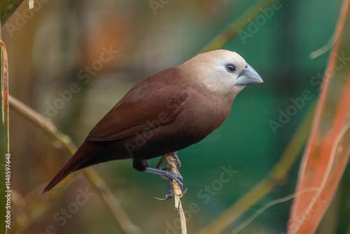 The white-headed munia (Lonchura maja) is a species of estrildid finch found in Indonesia, Malaysia, Singapore, Thailand and Vietnam