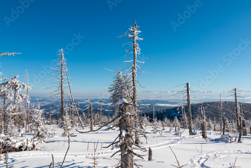 Fototapeta Naklejka Na Ścianę i Meble -  Winter wonderland scene in snow-covered forest destroyed by windbreak in Zawoja, Zywiec Beskids, Poland. Scenic view of snow capped hills and mountains seen from mount Polica. Solitude and tranquility