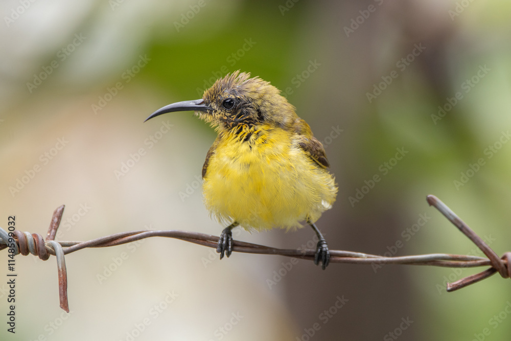 Obraz premium The olive-backed sunbird (Cinnyris jugularis ), also known as the yellow-bellied sunbird, is a species of sunbird found from Southern Asia to Australia