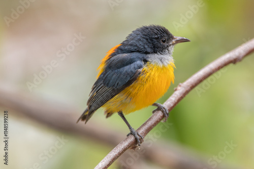 The orange-bellied flowerpecker (Dicaeum trigonostigma) is a species of bird in the family Dicaeidae. It is found in Bangladesh, Brunei,Indonesia, Malaysia, Myanmar, the Philippines, Singapore