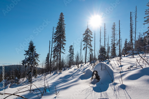 Fototapeta Naklejka Na Ścianę i Meble -  Winter wonderland scene in snow-covered forest destroyed by windbreak in Zawoja, Zywiec Beskids, Poland. Scenic view of snow capped hills and mountains seen from mount Polica. Solitude and tranquility
