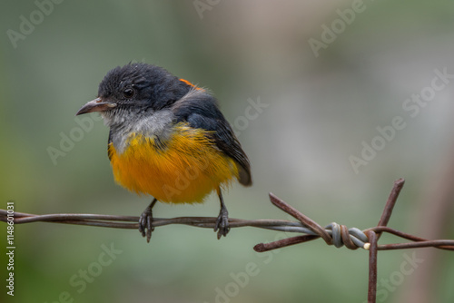 The orange-bellied flowerpecker (Dicaeum trigonostigma) is a species of bird in the family Dicaeidae. It is found in Bangladesh, Brunei,Indonesia, Malaysia, Myanmar, the Philippines, Singapore