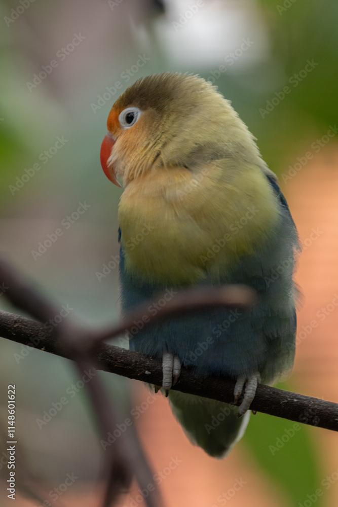 Fototapeta premium Fischer's lovebird (Agapornis fischeri) is a small parrot species of the genus Agapornis
