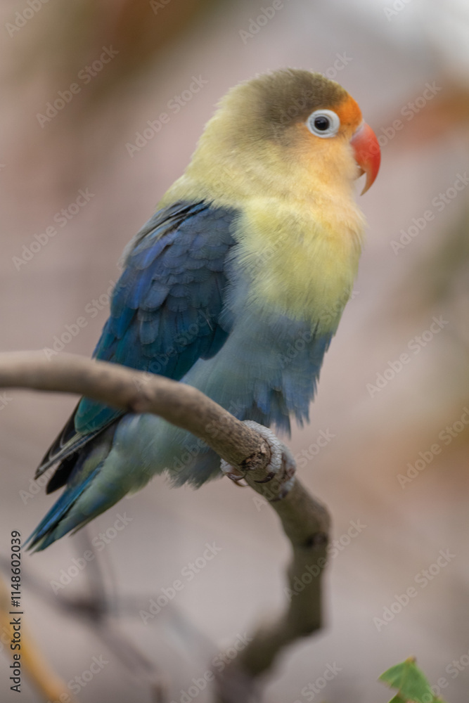 Fischer's lovebird (Agapornis fischeri) is a small parrot species of the genus Agapornis Fischer's lovebird (Agapornis fischeri) is a small parrot species of the genus Agapornis