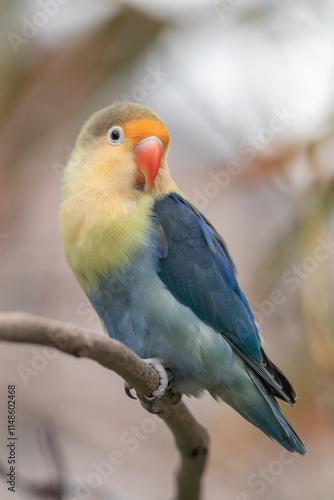 Fischer's lovebird (Agapornis fischeri) is a small parrot species of the genus Agapornis