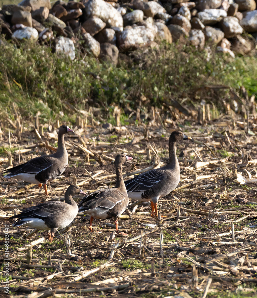 White-fronted Goose (Anser albifrons) and Bean Goose (Anser fabalis), at Southern Oland, Sweden.