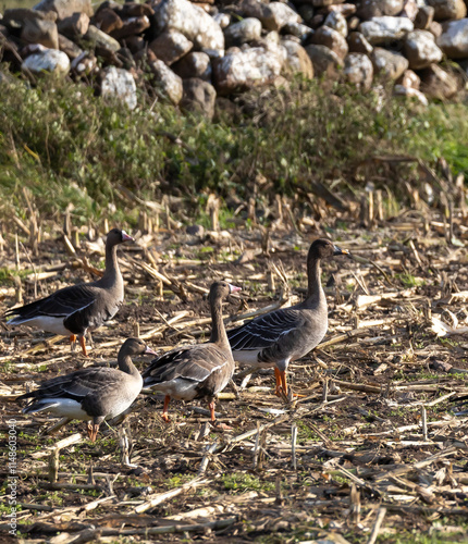 White-fronted Goose (Anser albifrons) and Bean Goose (Anser fabalis), at Southern Oland, Sweden. photo