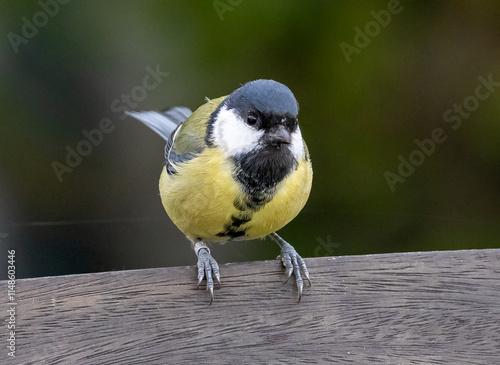 Konstfotografi Great Tit (Parus major) female, at Ottenby, southern tip of Oland, Sweden