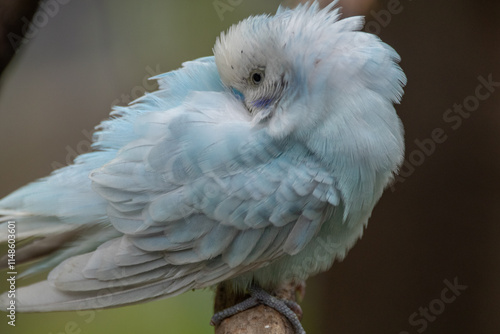 The budgerigar (Melopsittacus undulatus), also known as the common parakeet, shell parakeet or budgie is a small, long-tailed, seed-eating parrot native to Australia