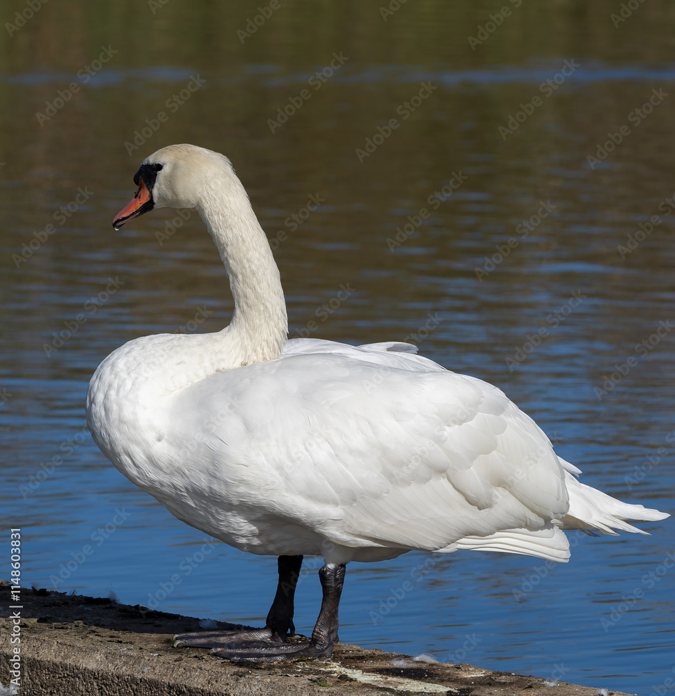 Naklejka premium Mute Swan (Cygnus olor) adult, at a small lake in Skane, southern Sweden.