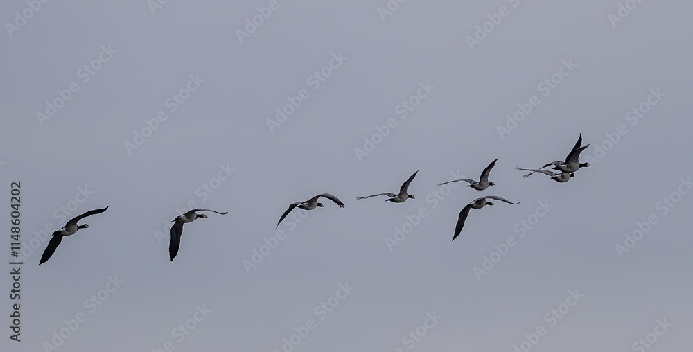 Fototapeta premium Barnacle Goose (Branta leucopsis) flying at Ottenby, southern tip of Oland, Sweden.