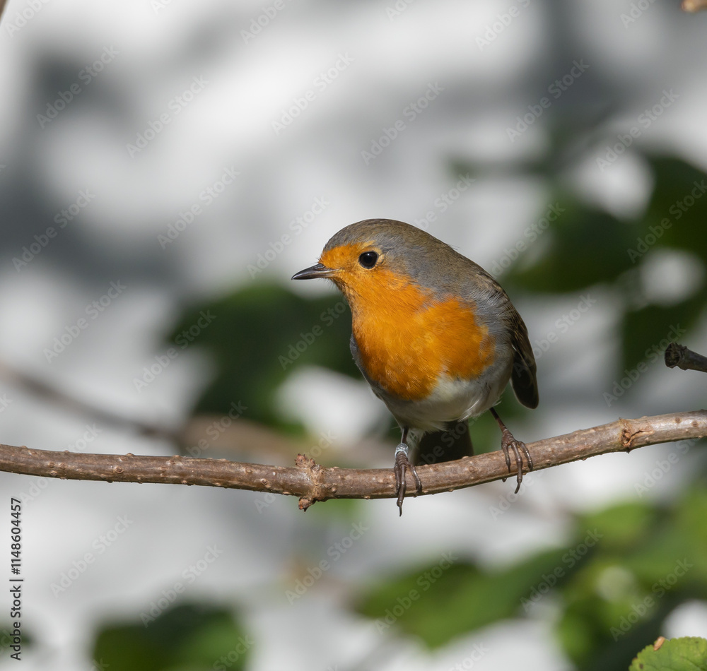 European Robin (Erithacus rubecula) in migrationtime, at Ottenby, southern tip of Oland, Sweden. European Robin (Erithacus rubecula) in migrationtime, at Ottenby, southern tip of Oland, Sweden.