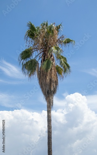 Palm tree isolated against a cloud-filled blue sky image in vertical format for background use