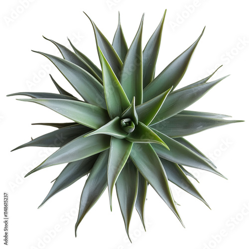 A small green plant with long green leaves