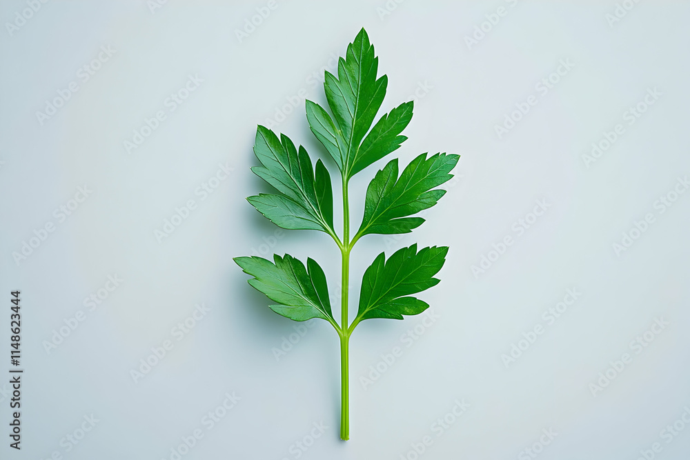 Fototapeta premium Vibrant Green Parsley Sprig Illustration