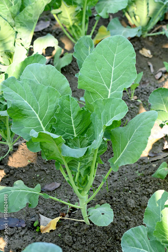 Wallpaper Mural closeup the bunch ripe green cauliflower plant with soil heap growing in the farm soft focus natural green brown background. Torontodigital.ca