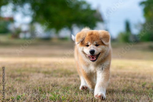 Φωτογραφία portrait d'un chiot akita courant liberté dans un grand parc, un soir d'été