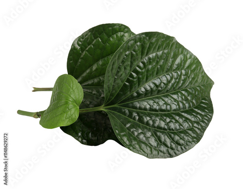 Betel leaves on transparent png photography