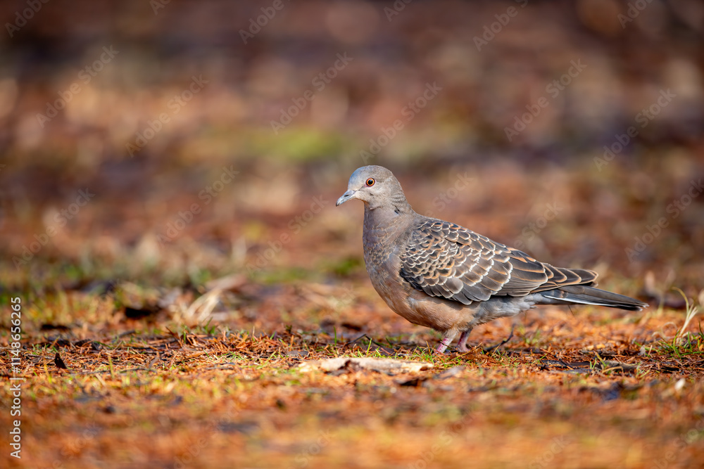 European turtle dove (Streptopelia turtur), japan.