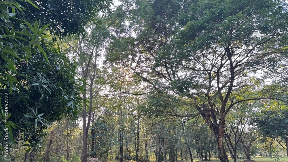 Naklejka premium trees in the forest