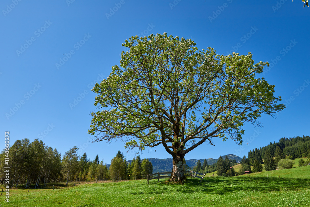 Majestic Alpine Landscape with Lone Tree in Meadow: Towering Peaks and Blue Skies Create a Stunning Summer Mountain Scene Majestic Alpine Landscape with Lone Tree in Meadow: Towering Peaks and Blue Skies Create a Stunning Summer Mountain Scene