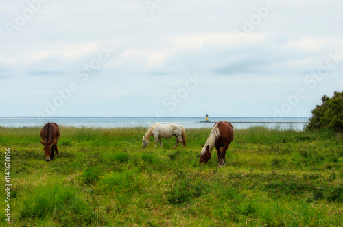 horses on the meadow