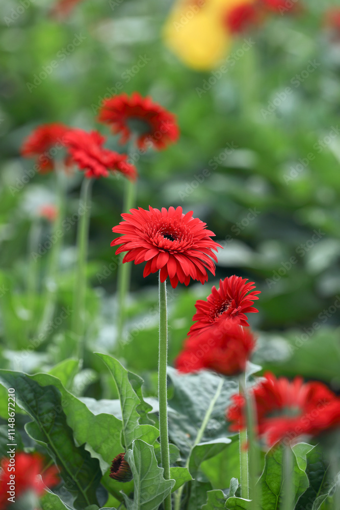 Beautiful Red gerbera daisy flower growing up in flower farm
Beautiful Red gerbera daisy flower growing up in flower farm
