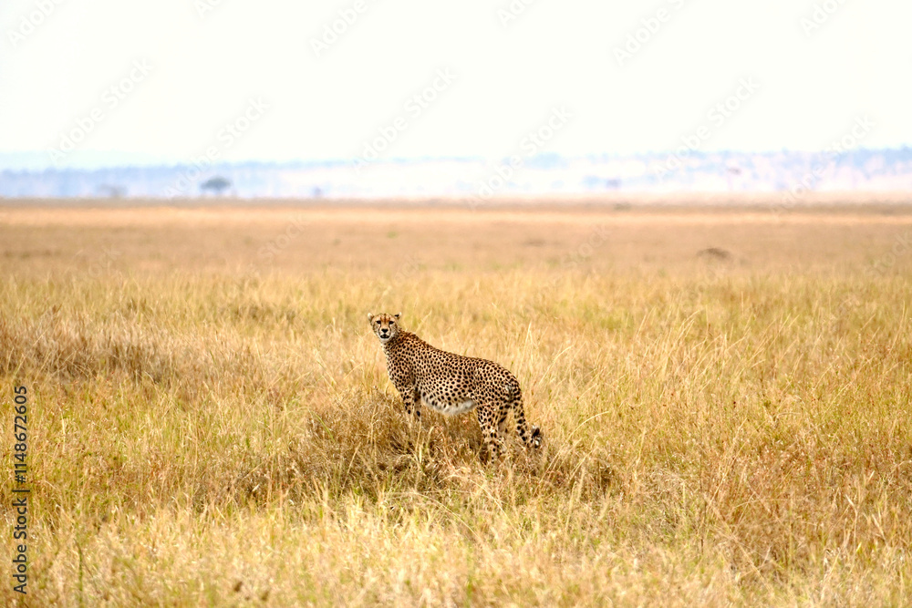 Schwangere Gepardin in der Serengeti (Tansania) Schwangere Gepardin in der Serengeti (Tansania)