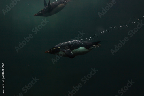 Macaroni Penguin swimming underwater, soft selective focus