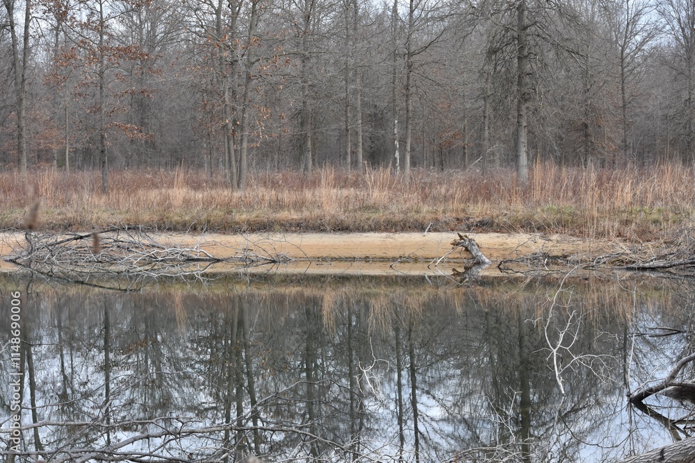 natural beach waterfront reflection trees winter season natural beach waterfront reflection trees winter season