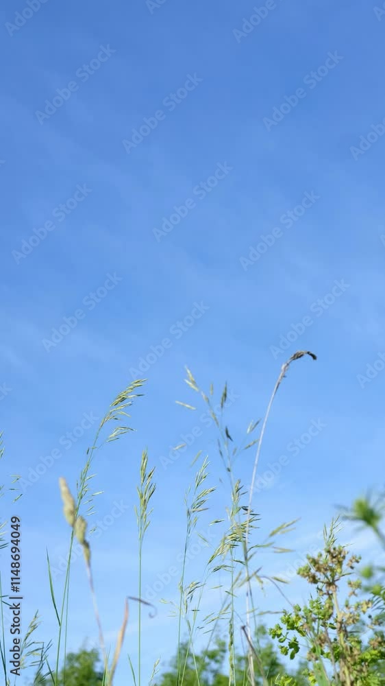 thin and long grass sways against the sky, view from below thin and long grass sways against the sky, view from below