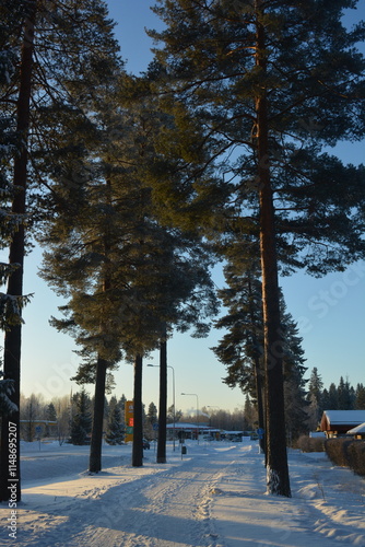 Beautiful winter nature, illuminated by light rays of light. Tall green pines, spruces, trees covered with white snow, large snowdrifts with white beaten paths, snow-covered road in Varkaus, Finland. photo