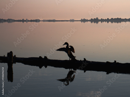 Sunset at the lake with duck