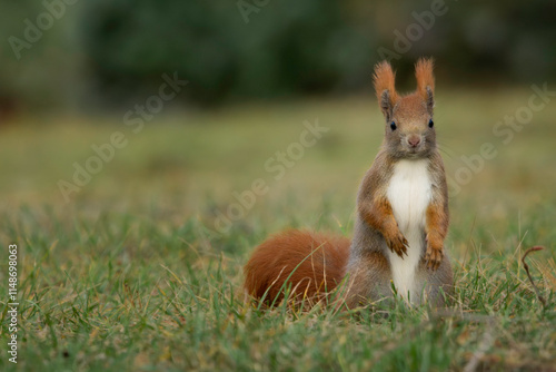 Fototapeta Eichhörnchen