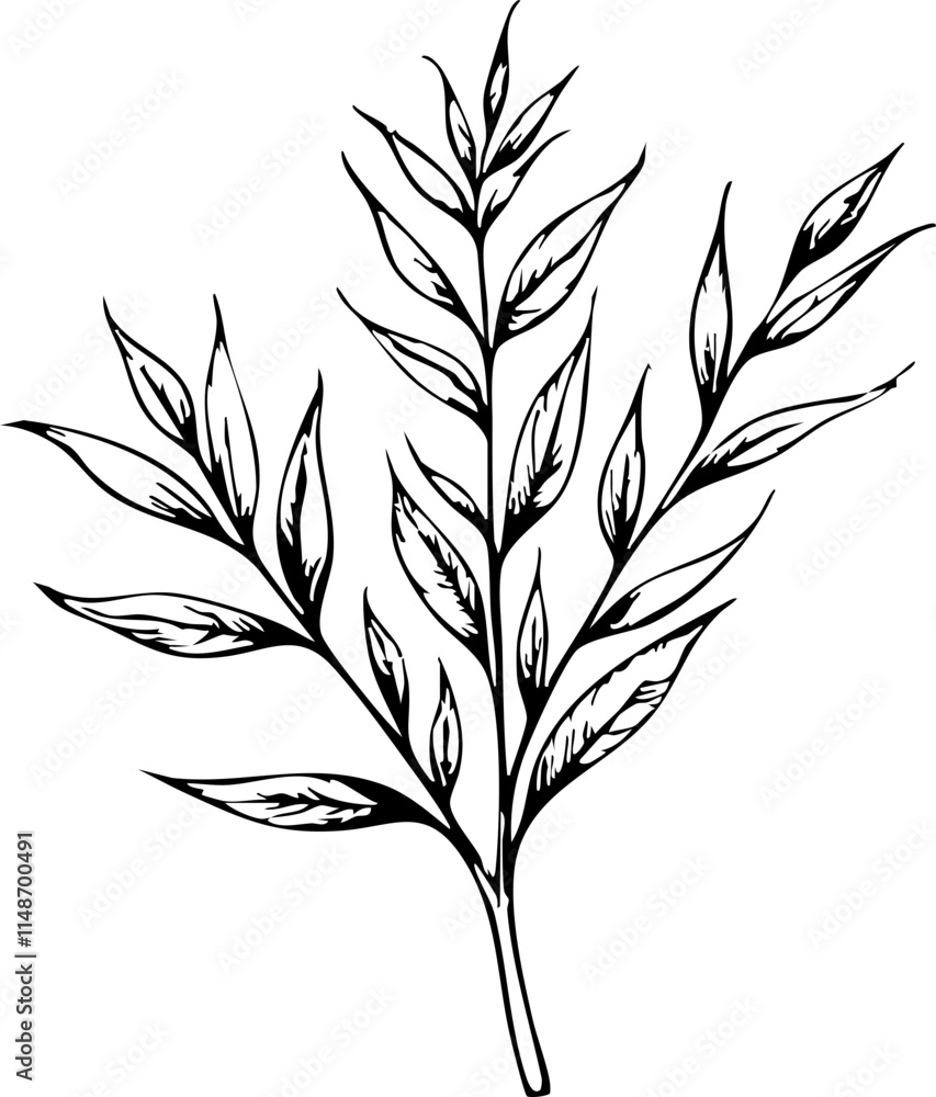 Elegant mistletoe branch sketch on white background, festive symbol Elegant mistletoe branch sketch on white background, festive symbol