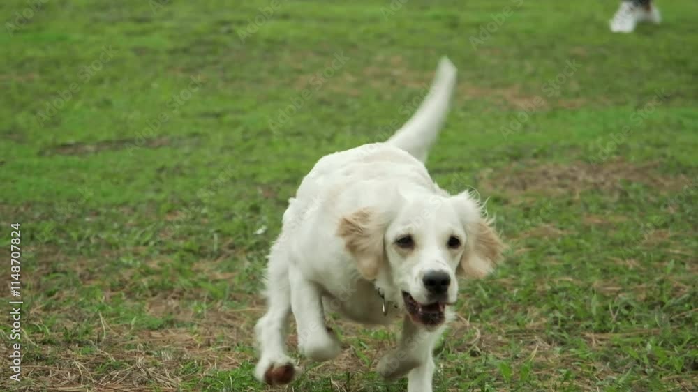 Slow-motion video of a golden retriever dog joyfully jumping to catch a stick in a grassy park, surrounded by trees. A perfect display of energy and playfulness Slow-motion video of a golden retriever dog joyfully jumping to catch a stick in a grassy park, surrounded by trees. A perfect display of energy and playfulness
