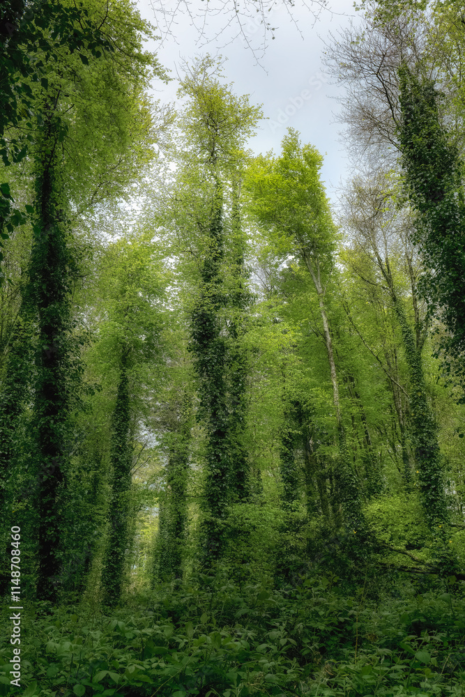 Obraz premium Tall trees covered in vibrant green foliage reach towards the cloudy sky in a serene forest. Sunlight filters through the leaves, creating a peaceful atmosphere.