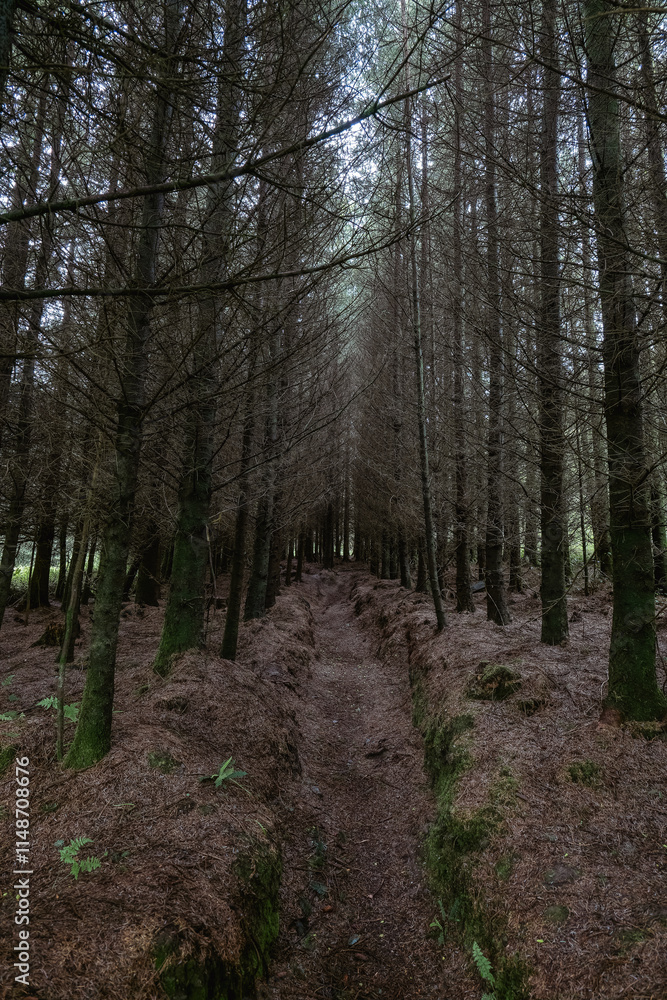 Obraz premium A narrow trail cuts through a plantation of closely spaced trees. Bare branches reach towards the sky. The forest floor is covered with a layer of brown needles and debris.